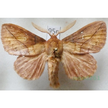 Euthrix potatoria (Linnaeus, 1758) male Barczatka napójka Poland95n